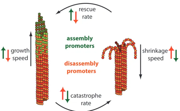 Figure 1.3: Microtubule Dynamic Instability is regulated by assembly and disassembly promoters