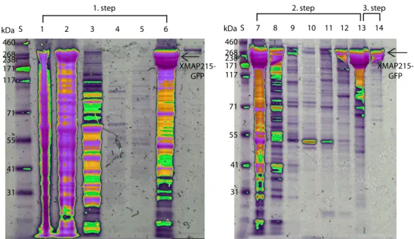 Figure 2.4: SDS-Page gels of XMAP215 purification. The XMAP215 purifica- purifica-tion is done in three steps