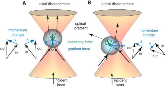 Figure 3.1: Geometric optics description of the scattering and gradient forces. A polystyrene bead is trapped in the tightly focused laser beam