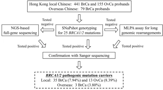 Figure 1: Workflow of BRCA1/2 mutation screening of 596 breast (BrCa) and ovarian cancer (OvCa) patients (local  cohort) and 79 overseas Chinese breast cancer patients.