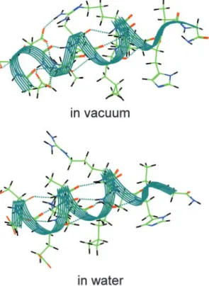 Fig. 3. (a) Snapshot of the ␤-sheet in the gas phase. Its structure is stable in vacuum and almost keeps its structure and number of hydrogen bonds during our simulation