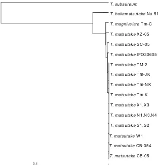 Fig. 1. Phylogenetic tree constructed by the UPGMA (unweighted pair group method with arithmetic mean) method based on the sequences of the V4 domain