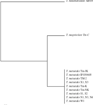 Fig. 2. Phylogenetic tree constructed by the UPGMA method based on the sequences of the internal transcribed spacer regions