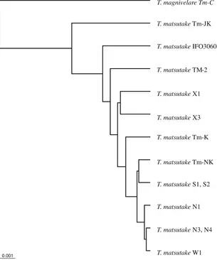 Fig. 3. Phylogenetic tree constructed by the UPGMA method based on random ampliﬁ cation of polymorphic DNA data