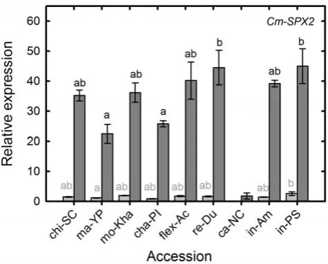 Figure 7. Relative root transcript abundance for CmSPX2different melon accessions under P replete and P starvedconditions.MU63649] in different melon accessions grown hydroponically with afull nutrient solution (Control, light grey) or nutrient solution co