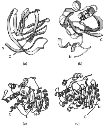 Figure 14.6. Examples of seriously wrong protein models and their corrected counterparts.
