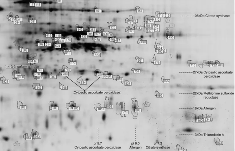 Figure 5. Strategy for improved protein identification by cluster analysis and identification of shared peak masses