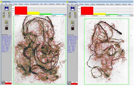 Figure 4.8 Measurement of lucerne (left) and Caucasian clover (right) root growth parameters by the WinRHIZO software from the scanned roots