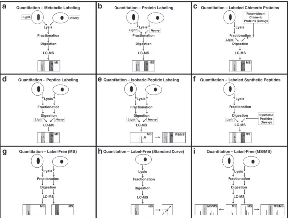Fig.  1.  Workflows  for  mass  spectrometry-based  protein  and  peptide  quantitation