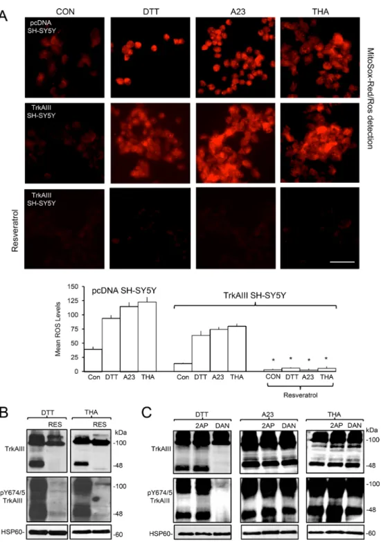 Figure 7: ER stress-induced activation of mitochondrial TrkAIII is ROS-dependent.  (A) Micrographs, under identical  exposure conditions, demonstrating increased ROS production (MitoSox-Red/ROS detection) in pcDNA SH-SY5Y and TrkAIII SH-SY5Y  cells followi