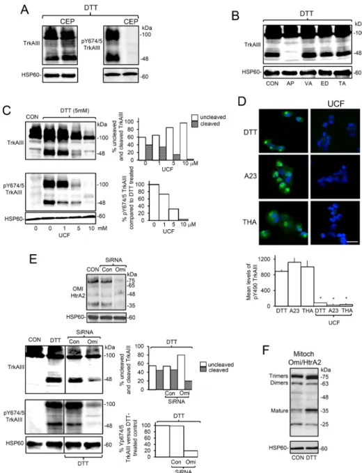 Figure 6: ER stress induced activation of mitochondrial TrkAIII is Omi/HtrA2-mediated and cleavage-dependent