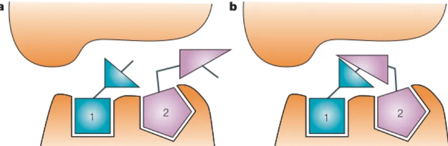 Figure 6 | Fragment self-assembly. a | Fragments 1 and 2 bind to receptor sites simultaneously with reacting groups positioned within conformational reach of each other, increasing the effective molarity of reacting groups