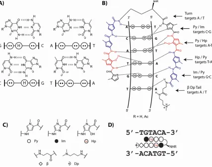 Figure 1.1 Molecular recognition of the minor groove of DNA. (A) Minor groove hydrogen-bonding patterns of Watson-Crick base pairs