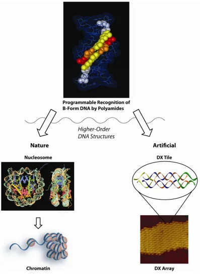 Figure 1.4 Overview of higher-order DNA structures. At top, recognition of B-form DNA by ImHpPyPy-β-Dp polyamide