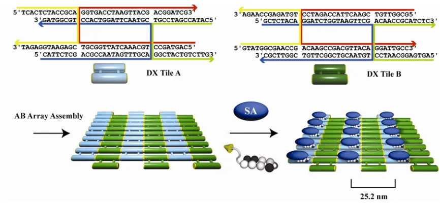 Figure 2.1 A DX AB array of DNA modified by a polyamide-biotin conjugate and streptavidin