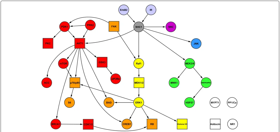 Figure 5 Network and pathway structure for biologically informative priors in the cancer drug response data study.using information from cellsignal.com