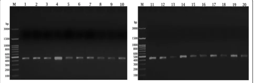 Fig. 1 PCR amplified matK fragments from 20 different Triticum species