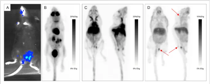 Figure 4: Various explorations conducted in Mouse 14.  Bioluminescence imaging (A), maximum intensity projections of  18 F-FDG-