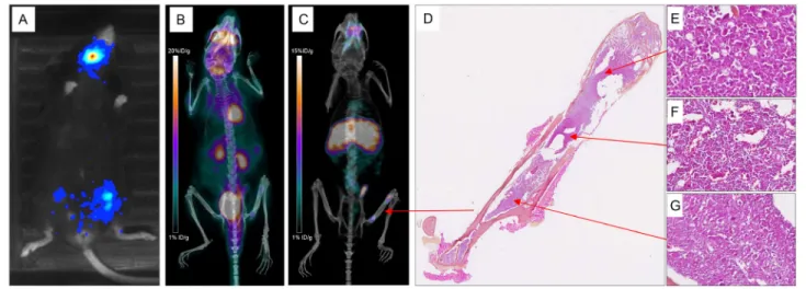 Figure 5: Various explorations conducted in Mouse 13.  Bioluminescence imaging (A), maximum intensity projections of  18 F-FDG-