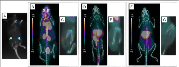 Figure 7: Various explorations conducted in Mouse 19.  Bioluminescence imaging (A) and maximum intensity projections of 
