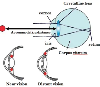 Fig. 2. Principle of convergence by binocular parallax.
