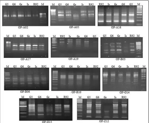 Fig. 1 RAPD-PCR fragments of the 11 primers with five peanut cultivars. M marker, G5 Giza-5, G6 Giza-6, Gr Gregory, Is Ismailia-1 and R92