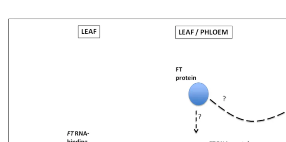 FIGURE 1 | A proposed model illustrating the binding of an FTRNA-binding protein(s) to “zip codes” located within 102 nt of the 5′ endof the FT mRNA to form an RNA–protein complex which then movesfrom the leaf through the phloem and into the SAM