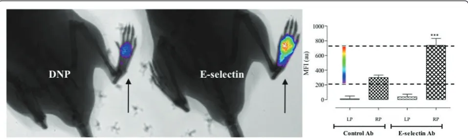 Figure 6 Specific anti-E-selectin targeted fluorescent signal co-registered with X-ray imaging6)