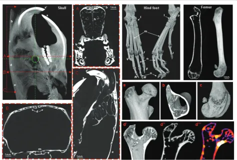 Figure 2 Micro-CT images acquiredthe samples were acquired at 80 kVp, 500 ex vivo from Nude BALB/c mouse skull (3D-volume rendering image)