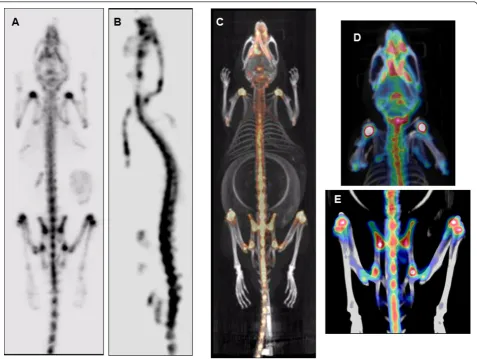 Figure 5 Combination of micro-SPECT and micro-CT imagestracer) demonstratingview of 100 mm through 60 projections of 30 s