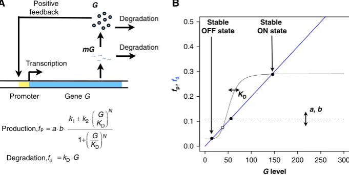 Figure 1(condition for evolutionary simulations) andA) Cartoon representation of the model incorporating a single gene auto-regulatory network