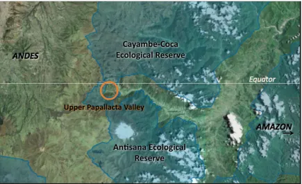 Figure 1.3: Typical high montane cloudforest of the upper Papallacta valley. 
