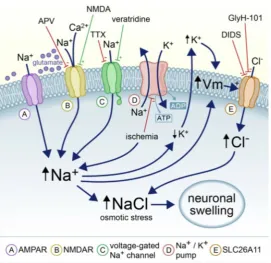 Figure 1.2: Mechanisms inducing cell swelling [12]