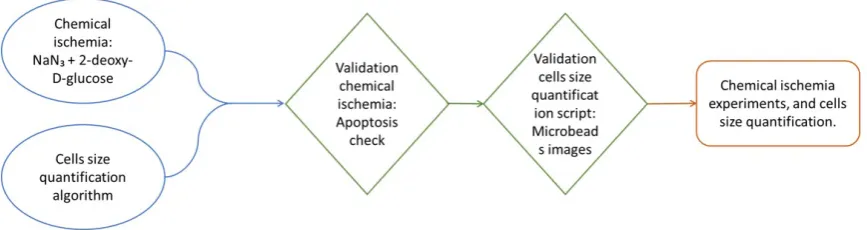 Figure 2.1: Flow chart of the study. After choosing the ischemic chemical modeland the method for cells size quantiﬁcation, it was necessary to verifytheir functionality
