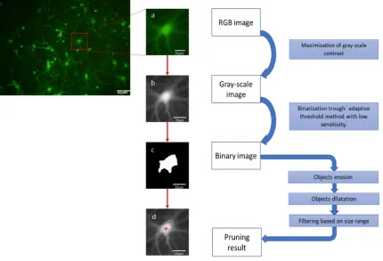 Figure 2.2: Scheme summarizing the main steps followed by the size quantiﬁca-tion algorithm