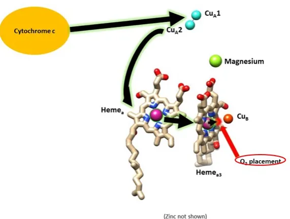 Figure 2.3: Electron transfer from cytochrome c oxidase to oxygen. The electronspass from the cytochrome c to the two Cua (represented by light bluespheres), then they consequently transfer to the Hemea (purple sphereon the left) and to the Hemea3 (purple 