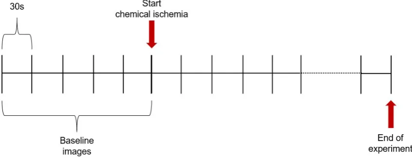 Figure 2.4: Schematic representation of images acquisition. Each line correspondsto a single image