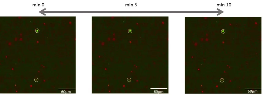 Figure 3.1: Apoptosis results. Example of apoptotic cells during ischemia inducedwith soduim azide and 2-deoxy-D-glucose