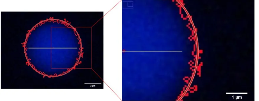 Figure 3.2: Example of calculated area on a bead. The ﬁgure on the left is showingthe red circle obtained by the algorithm