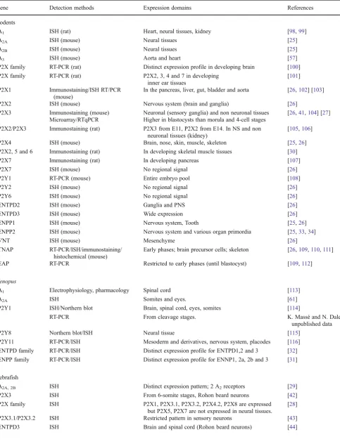 Table 2 Expression patterns of purinergic signalling components in rodents, Xenopus, zebrafish and chick embryos