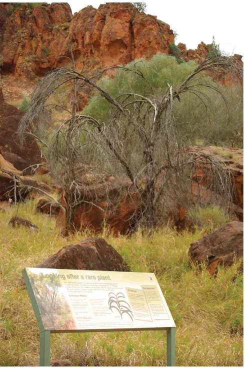 Fig. 1.The Undoolya Wattle Acacia undoolyana, nationally listed as vulnera-ble, standing dead in a sea of invasive pasture grasses (largely buffelgrassPennisetum ciliare)