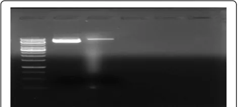Fig. 3 1% agarose gel of undigested and digested pAc vector
