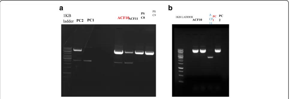 Fig. 7 a and b 1% agarose gel of positive pAc-sgRNA-Cas9-puro-vector constructs for Pc, Acf and Psc genes