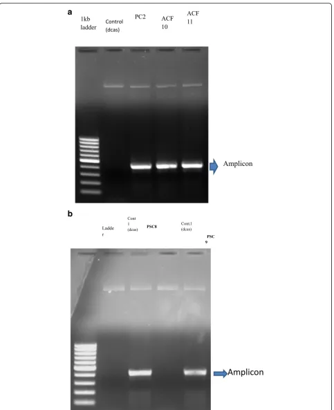 Fig. 8 a 1% agarose gel showing PCR confirmation of pAc-sgRNA-Cas9-puro-vector–positive construct for PC and ACF genes