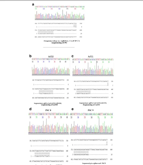 Fig. 9 a Sequencing of PC. b sequencing of acf10. c Sequencing of Acf11. d Sequencing pAc-sgRna-cas9 PSC 8