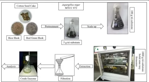 Fig. 1 Graphical abstract of lipase production using solid-state fermentation with Aspergillus niger MTCC 872