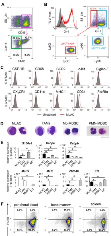 Figure 1: MLACs are novel tumor-infiltrating myeloid cells.  (A) Flow cytometric analysis of adherent cells collected from  subcutaneous tumors