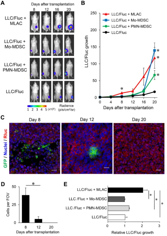Figure 2: MLACs have distinct tumor-promoting effects from other myeloid-derived cells