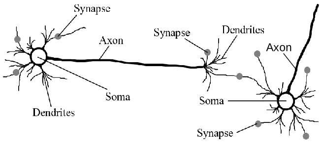 Figure 2.1 The structure of a biological neuron. 