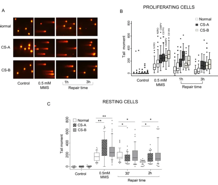 Figure 1: Evaluation of SSBs formation and repair in CS-A and CS-B cells after MMS exposure